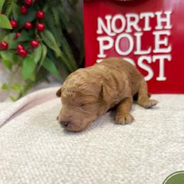Kori - Apricot male Poodle puppy in Monetta, South Carolina from Moonrise Poodles