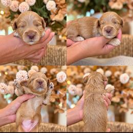 Rocker boy - Apricot male Cavapoo puppy in Yuciapa, California from AlltheDoodlez_