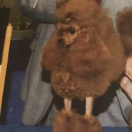 Poodles from Boyd’s Toy Poodles