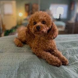 Rose - Poodle