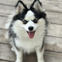Magik - Pomsky
