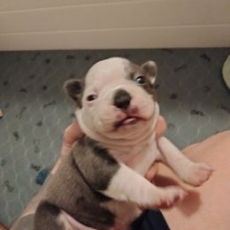 Girl 1 - Boston Terrier puppy in Superior, Arizona from BostonTerriersAZ