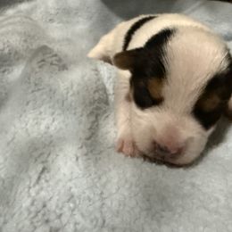 Girl 1 - Tri-color female Jack Russell Terrier puppy in Yakima County, Washington from Saddle Rock Kennels