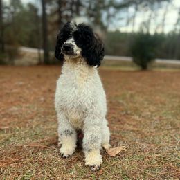 Enzo - Poodle