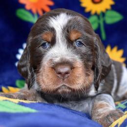 Jolene - Liver white and tan female English Springer Spaniel puppy in Chapmansboro, Tennessee from Balthrop Bend Farms