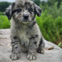 Hook - Blue merle male Australian Shepherd puppy in Trout Run, Pennsylvania from Rose Valley Aussies
