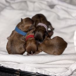 Blue - Brown male Shihpoo puppy in Walterboro, South Carolina from Puddlejumpers