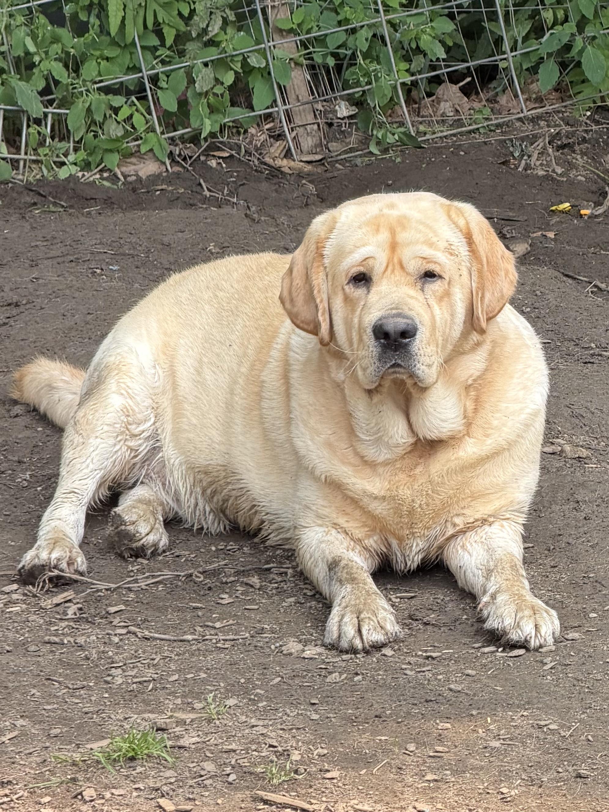 Ozzie