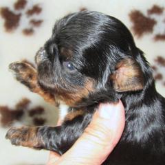 English Toy Spaniel and Pomeranian Puppies from Fairy Tale Poms & English Toy Spaniels