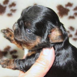 English Toy Spaniel and Pomeranian Puppies from Fairy Tale Poms & English Toy Spaniels