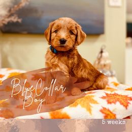 Blue boy - Red  male Goldendoodle puppy in Dupont, Washington from Willow Tree Doodles