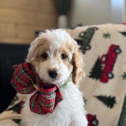 Green collar male - Parti male Goldendoodle puppy in Christiana, Tennessee from Rechlicz Family Doodles