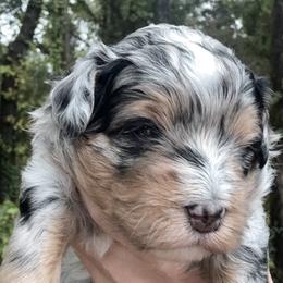 Fiddle - Blue merle female Bernedoodle puppy in Pittsburg, Illinois from Doodles on Rock Creek