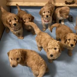 Goldendoodle Puppies from Dhalia’s Doodles