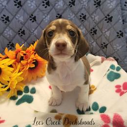 Hershey - Piebald male Dachshund puppy in Leesburg, Ohio from Lees Creek Dachshunds