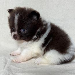 Tootsie - Chocolate parti female Pomeranian puppy in Hughes Springs, Texas from Hughes Springs Tx Poms