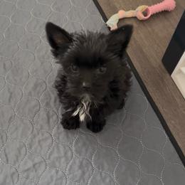 Blackjack - Sable male Yorkshire Terrier puppy in Laughlin, Nevada from Dani’s Yorkie’s