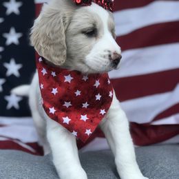 Goldendoodle, Schnoodle, and Sheepadoodle Puppies from Dood Ranch