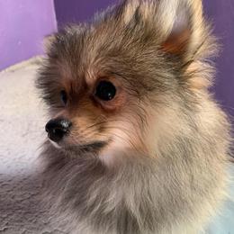 Neptune - Orange sable male Pomeranian puppy in Los Angeles, California from Lucky Poms of LA