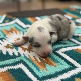 Clara - Blue merle female Border Collie puppy in New Mexico from Twisted Biscuit Border Collies