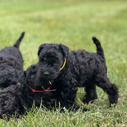 Kerry Blue Terrier Puppies from Costerra Kerry Blue Terriers