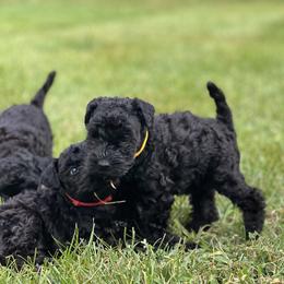 Kerry Blue Terrier Puppies from Costerra Kerry Blue Terriers