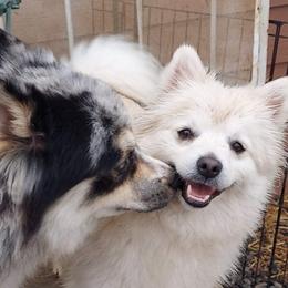 Ella  - Pomsky