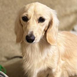 Daisy - Dachshund