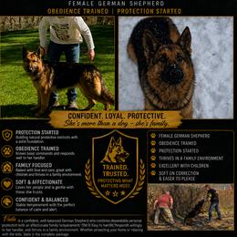 Vada - Black and tan female German Shepherd puppy in Elijay, Georgia from Mission K9