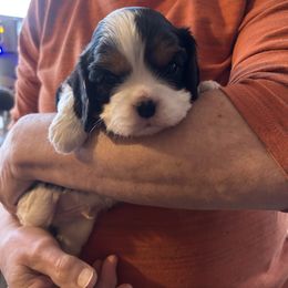 Max - Tri-color male Cavalier King Charles Spaniel puppy in Burke, New York from Patti’s Puppies