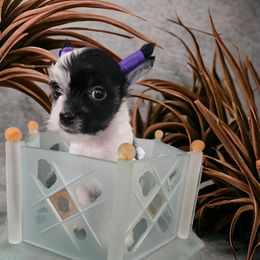 Chinese Crested Puppies from Velvet cresteds