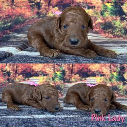 Pink Lady - Red  Poodle puppy in Swansboro, North Carolina from Monarch Standard Poodles