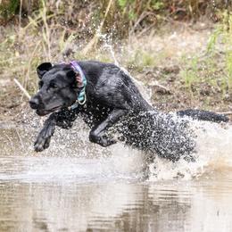 Fate - Labrador Retriever