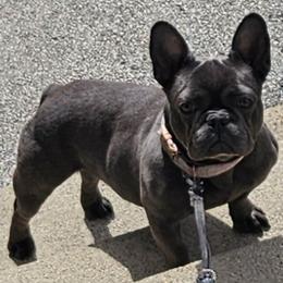 French Bulldog puppies from MarvelousFrenchies