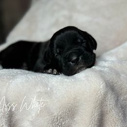 Cane Corso Puppies from Iron Will Cane Corso