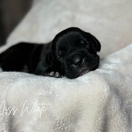 Cane Corso Puppies from Iron Will Cane Corso