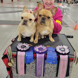 French Bulldog All Grown Up from Sierra Frenchies