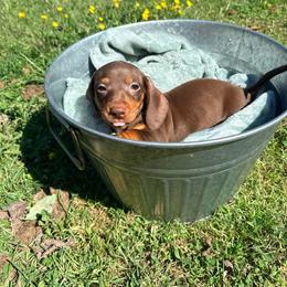 Cheyenne - Chocolate and tan female Dachshund puppy in Crossville, Tennessee from Golden Mini Farm