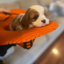 Cavalier King Charles Spaniel Puppies from SHANNON'S CAVALIERS