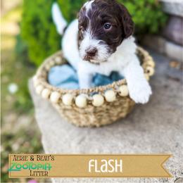 Flash - Chocolate male Goldendoodle puppy in Soddy Daisy, Tennessee from The W Doods