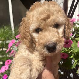 Sprout - Apricot male Goldendoodle puppy in Hattiesburg, Mississippi from Monicah's Goldendoodles