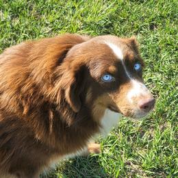Bear - Australian Shepherd