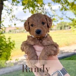 Randy - Red  male Goldendoodle puppy in Melba, Idaho from KZ Doodles