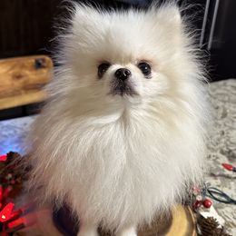 Spirit - Pomeranian