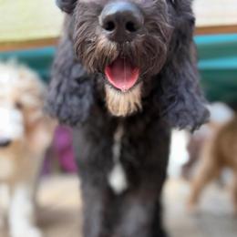 Loki - Black male Double Doodle puppy in Mineola, Texas from ETX Dandy Doodle