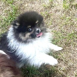 Missy - Black and tan parti female Pomeranian puppy in Cass City, Michigan from Lil'Fevre Chihuahuas and PomFevre Pomeranians