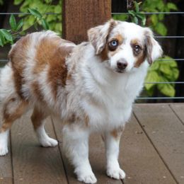Cami - Toy Australian Shepherd