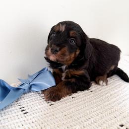 Maddox - Phantom male Bernedoodle puppy in Columbia, Kentucky from Woodland Bernedoodles