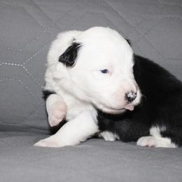 Patch - Black and white male Border Collie puppy in Crawfordsville, Indiana from Rescued Dreams Border Collies