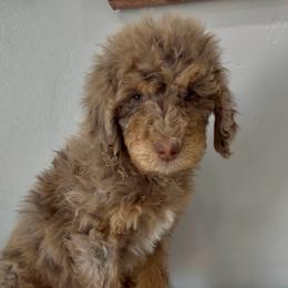 Brooklynn - Chocolate merle female Bernedoodle puppy in Sandy, Utah from Hudson Foxx Puppies